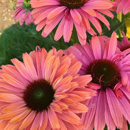 Coneflower 'Sunseekers Rainbow'