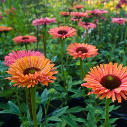 Coneflower 'Sunseekers Rainbow'