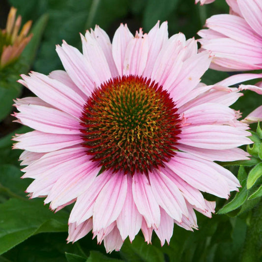 Coneflower 'Sunseekers Salmon'