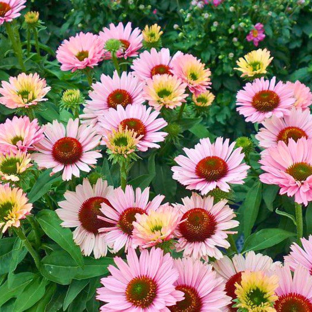 Coneflower 'Sunseekers Salmon'