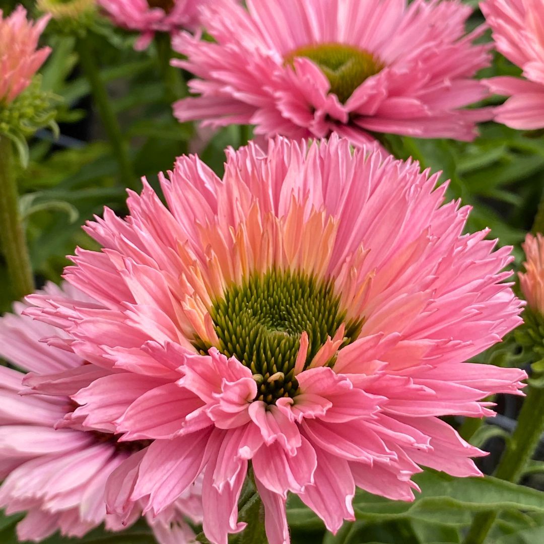 Coneflower 'Sunseekers Salmon'