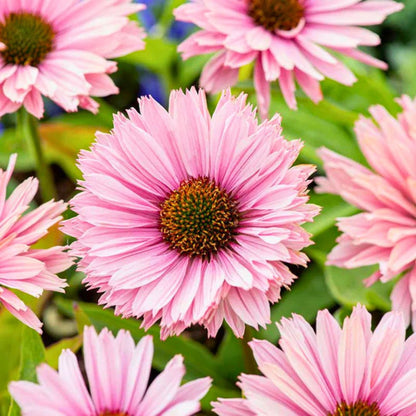 Coneflower 'Sunseekers Salmon'