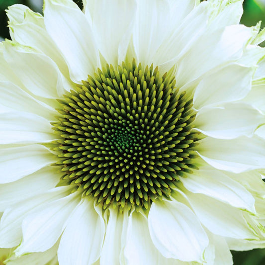 Coneflower 'Sunseekers White Perfection'