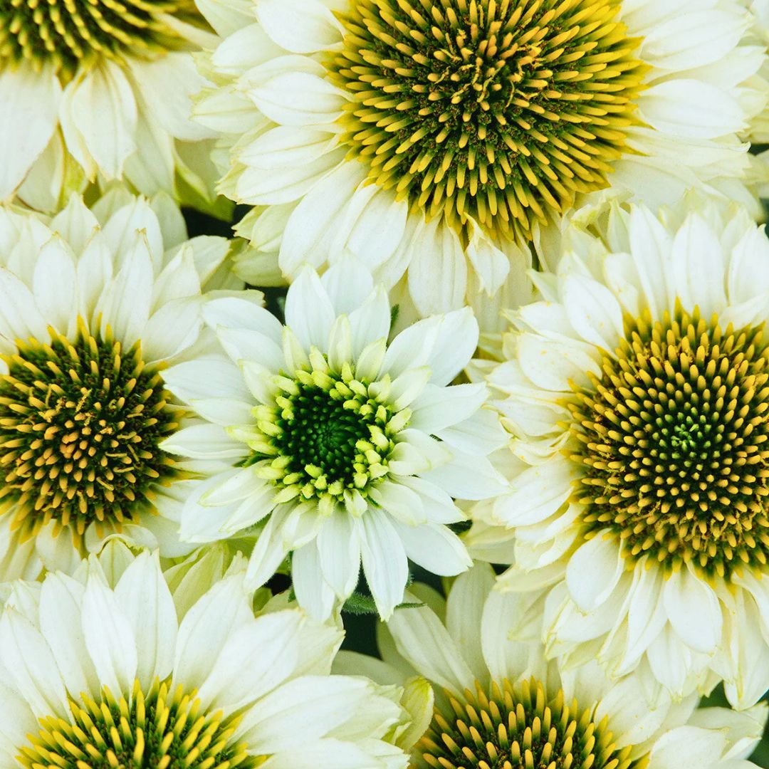 Coneflower 'Sunseekers White Perfection'