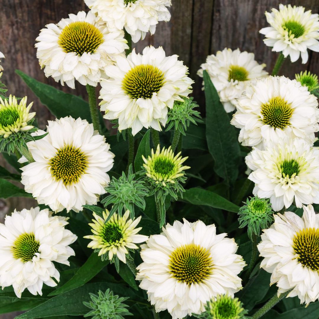 Coneflower 'Sunseekers White Perfection'