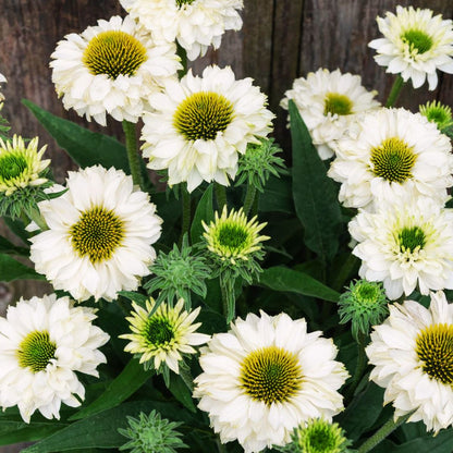 Coneflower 'Sunseekers White Perfection'