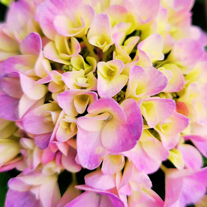 Hydrangea Magic – Tabletensia Hanging Basket