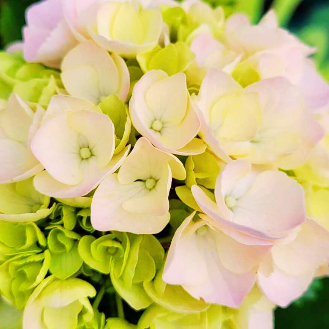 Hydrangea Magic – Tabletensia Hanging Basket