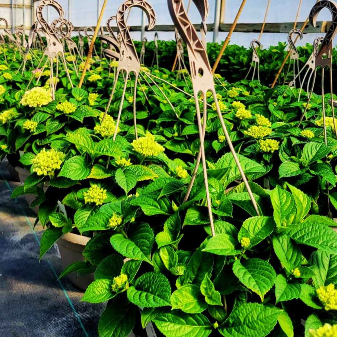 Hydrangea Magic – Tabletensia Hanging Basket