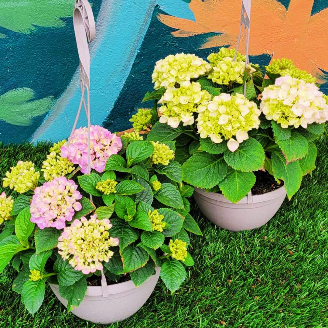 Hydrangea Magic – Tabletensia Hanging Basket