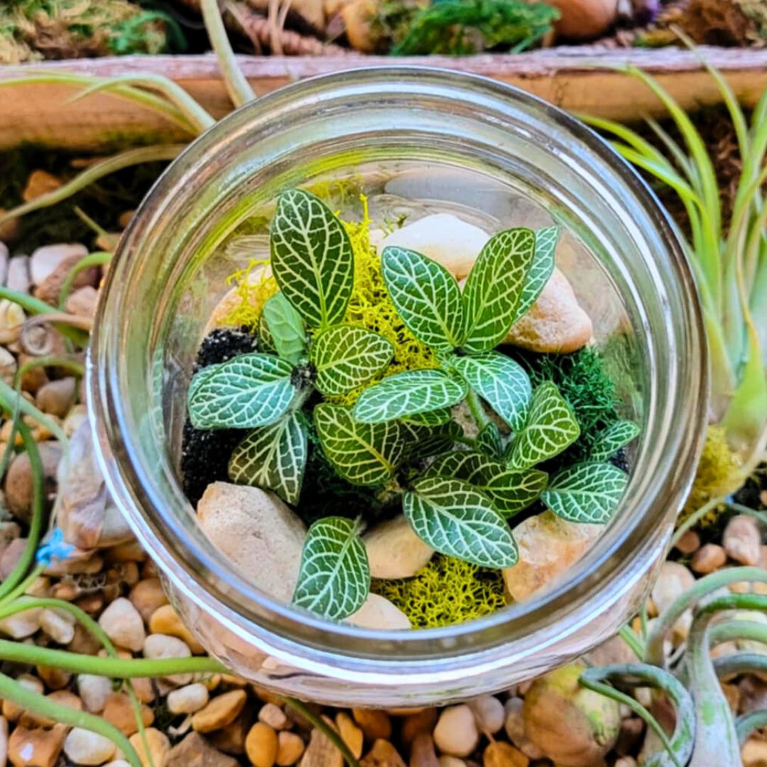 Terrarium Workshop 🪴