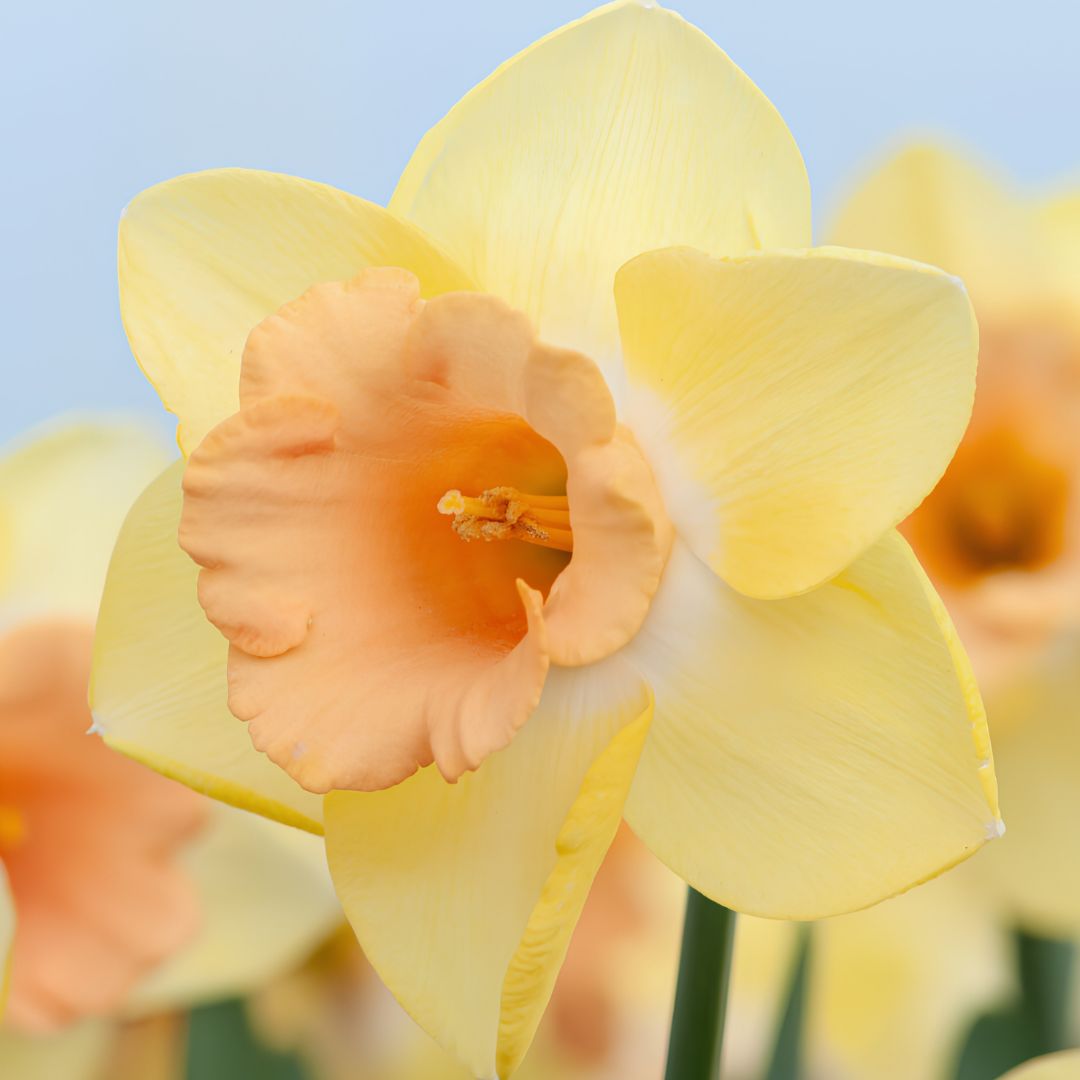 Early 'Tom Pouce' Daffodil