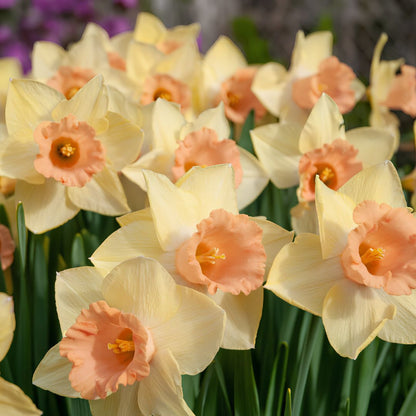 Early 'Tom Pouce' Daffodil