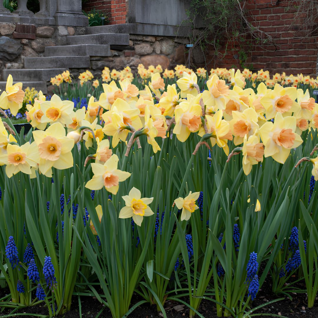 Early 'Tom Pouce' Daffodil