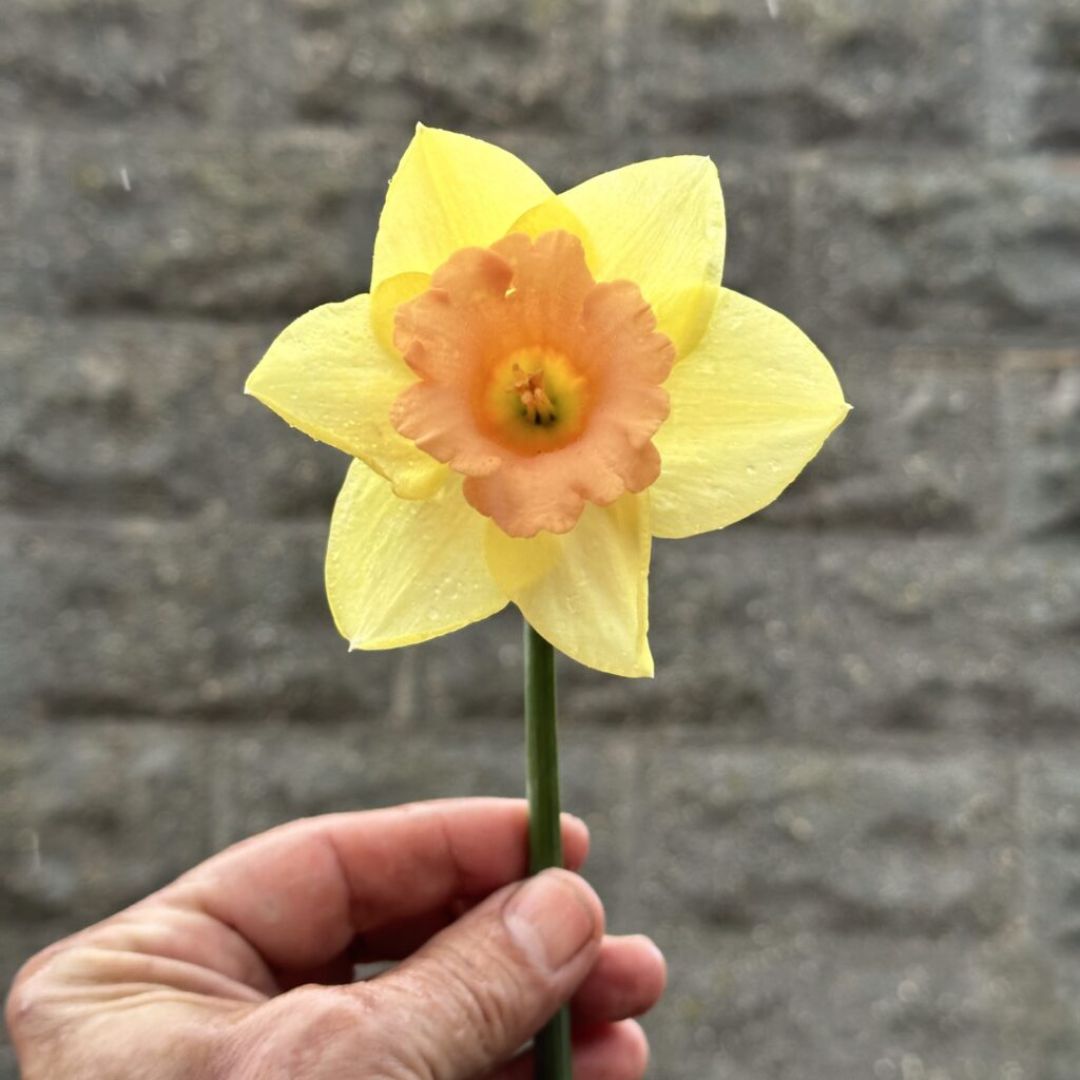 Early 'Tom Pouce' Daffodil