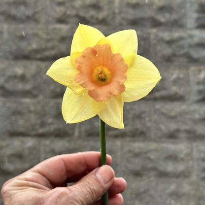 Early 'Tom Pouce' Daffodil