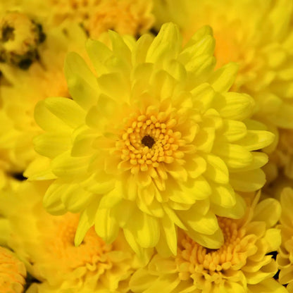Ursula Fancy Tricolor Mum