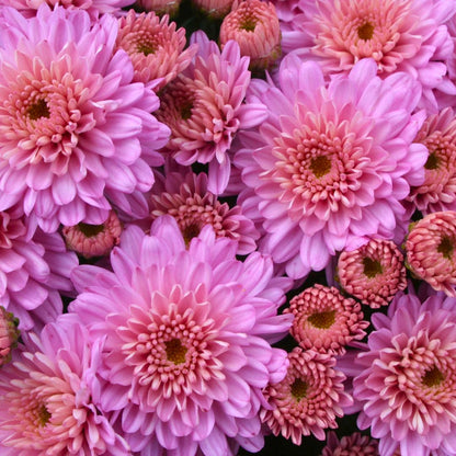 Ursula Fancy Tricolor Mum