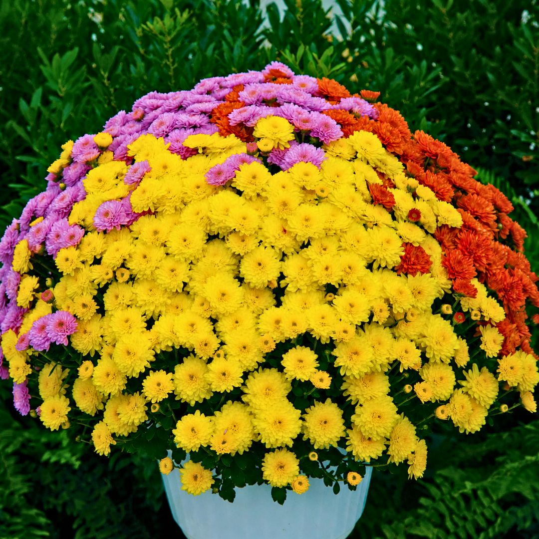 Ursula Fancy Tricolor Mum