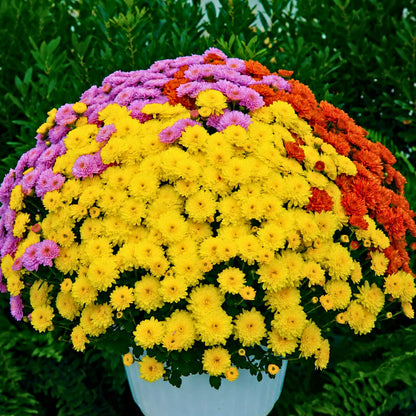 Ursula Fancy Tricolor Mum