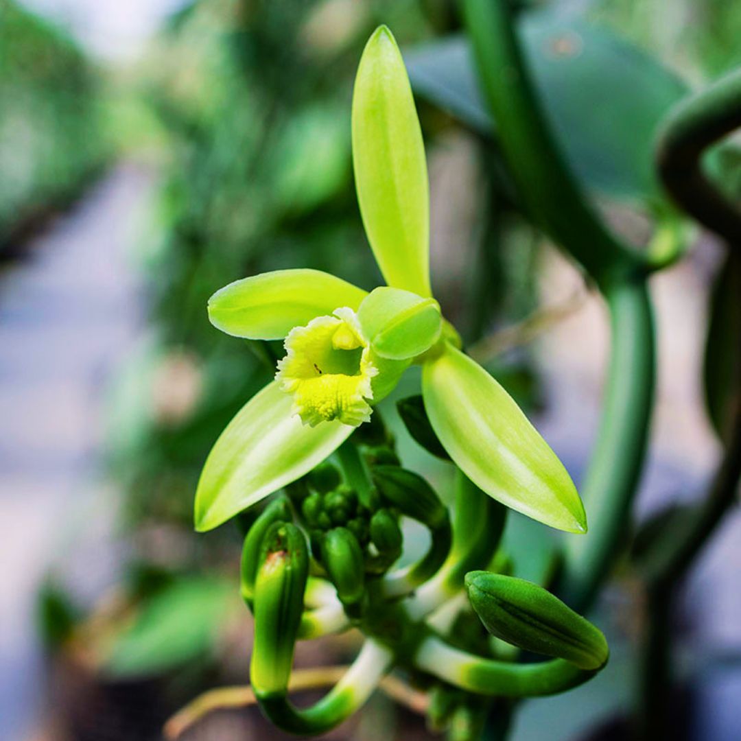 Vanilla Orchid