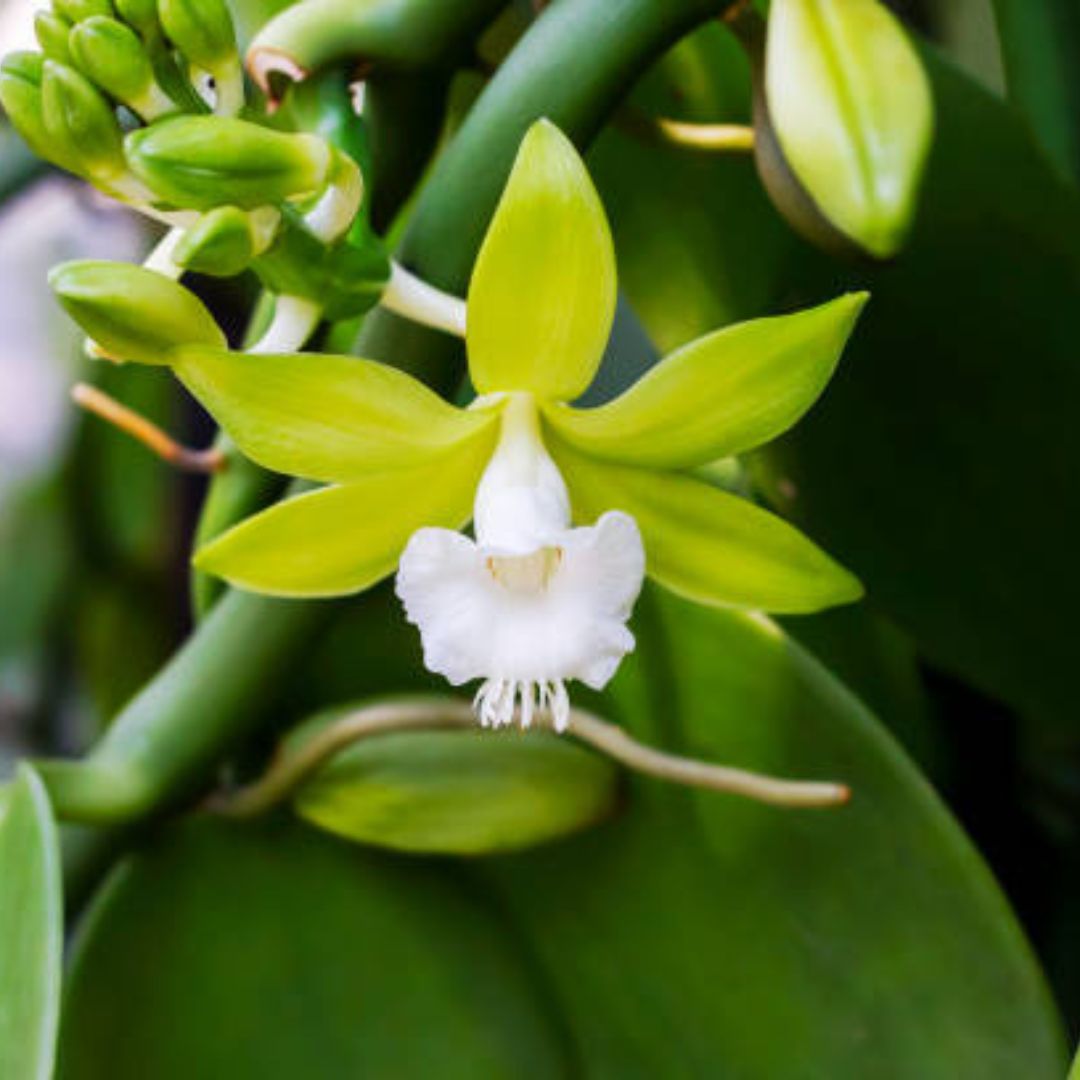 Vanilla Orchid