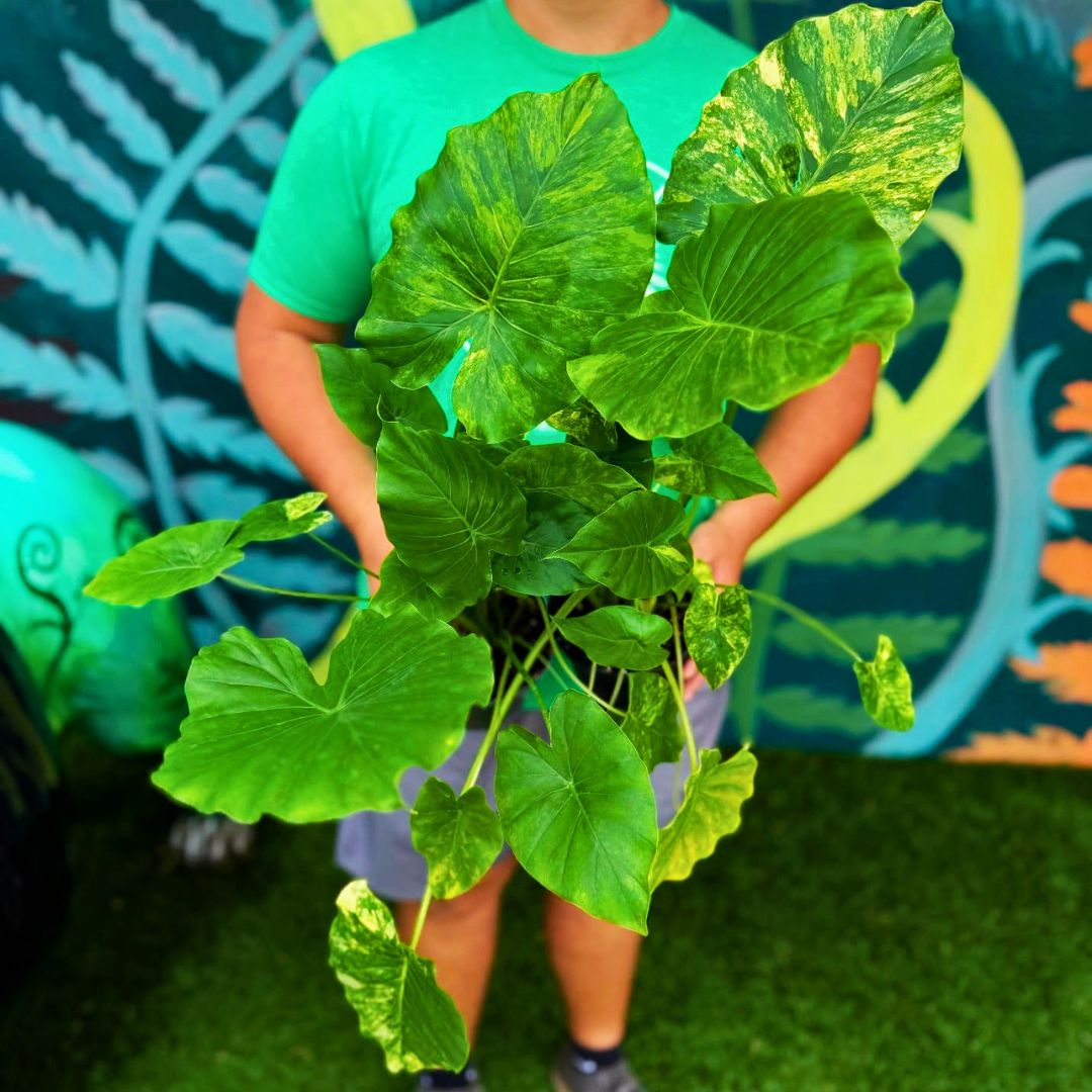 Alocasia Macrorrhiza 'Aurea Variegata'