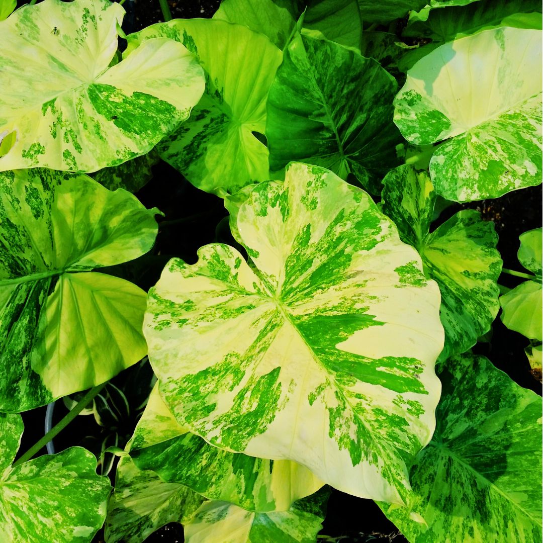 Alocasia Macrorrhiza 'Aurea Variegata'
