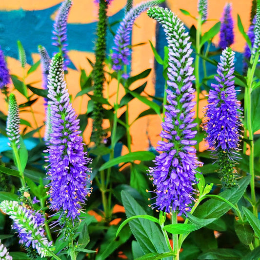 Veronica Skyward 'Blue'