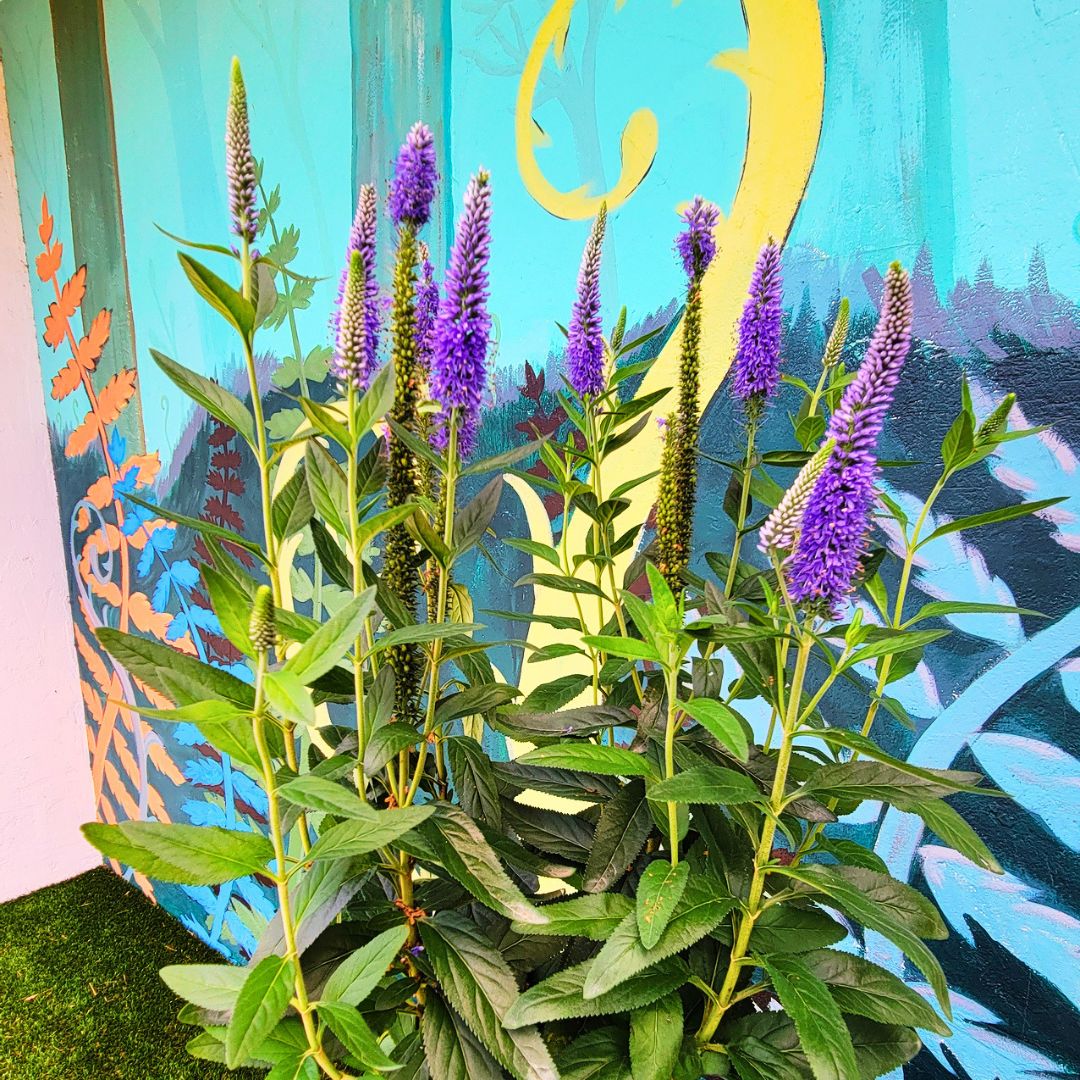 Veronica Skyward 'Blue'