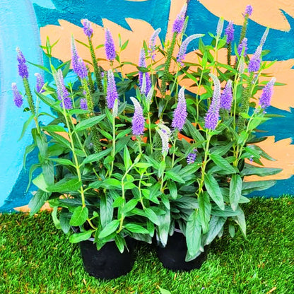 Veronica Skyward 'Blue'
