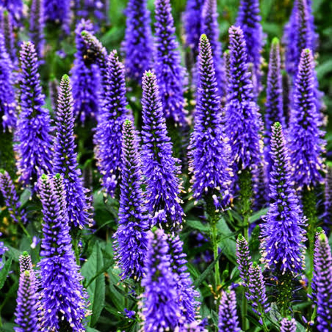 Veronica Skyward 'Blue'