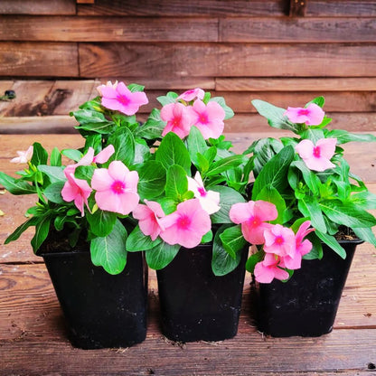 Vinca Cora Cascade Strawberry