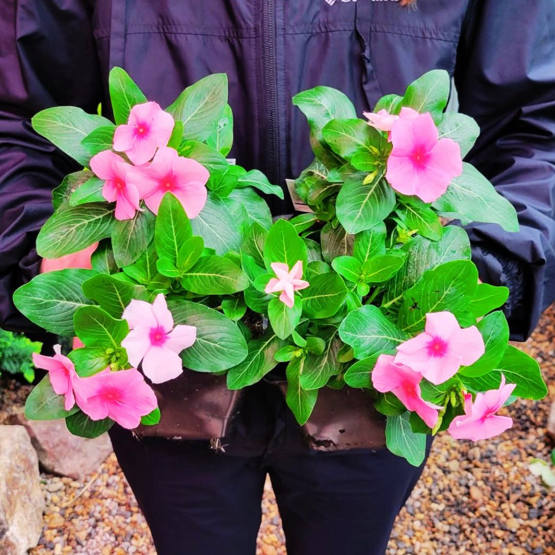 Vinca Cora Cascade Strawberry