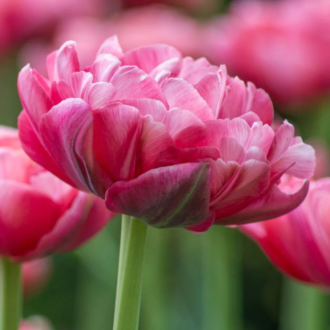 Double Late 'Wedding Gift' Tulip