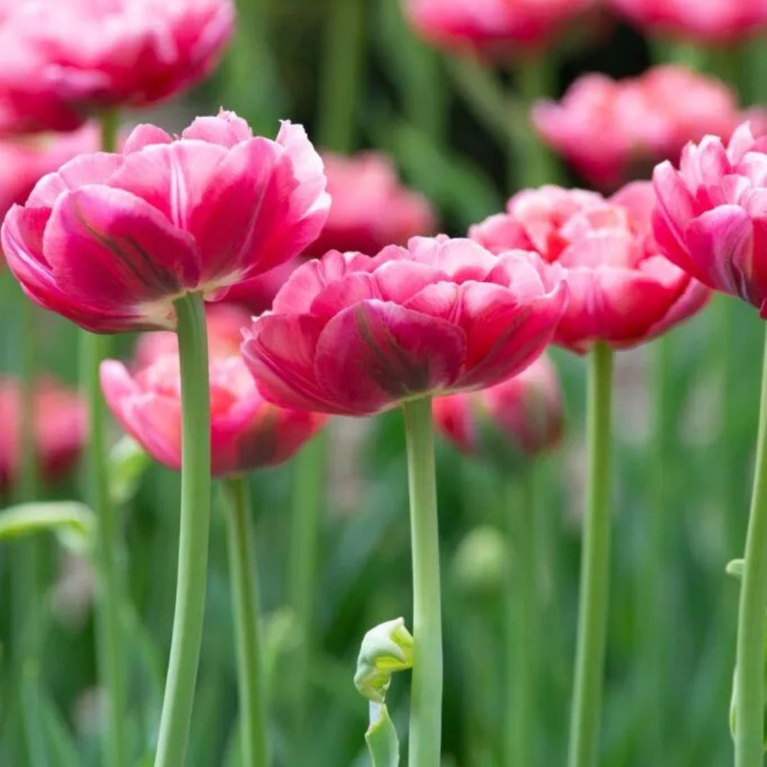 Double Late 'Wedding Gift' Tulip