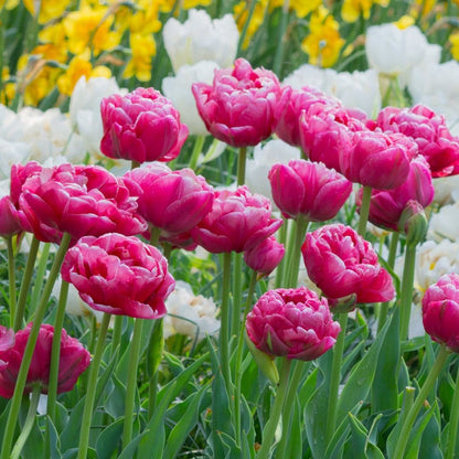 Double Late 'Wedding Gift' Tulip