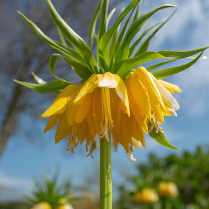'Yellow Crown Imperials' Fritillaria
