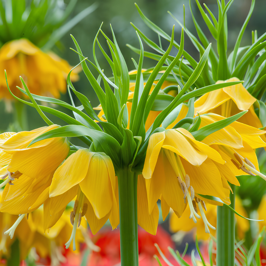 'Yellow Crown Imperials' Fritillaria