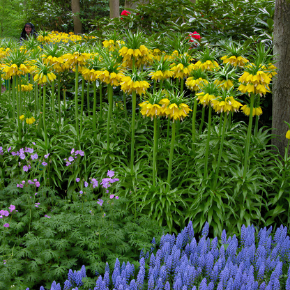 'Yellow Crown Imperials' Fritillaria