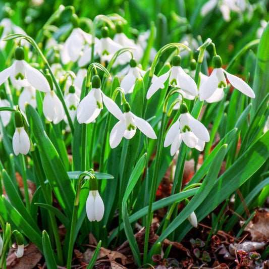 'Snowdrops' Galanthus