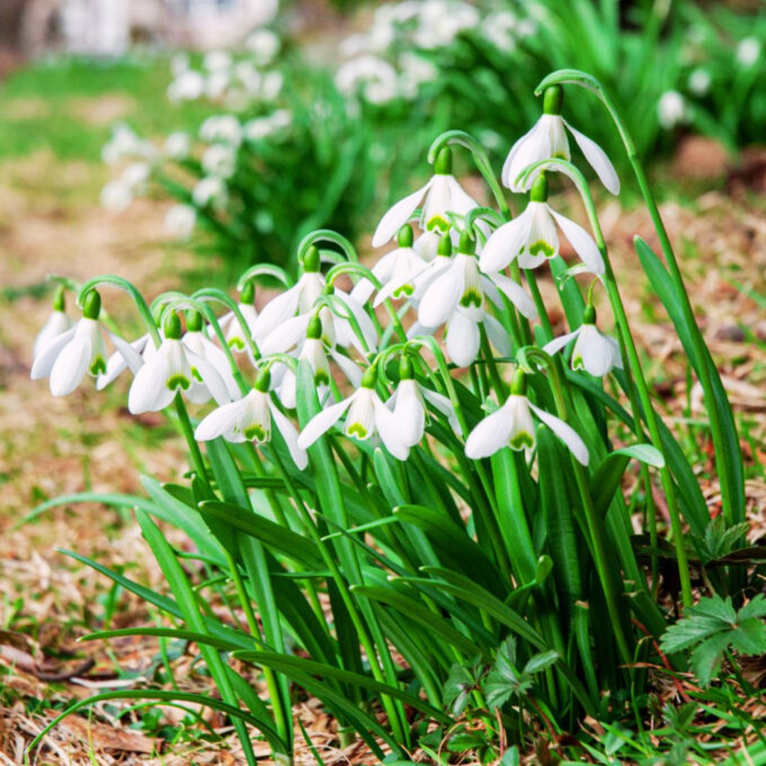 'Snowdrops' Galanthus