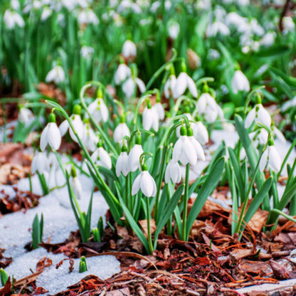 'Snowdrops' Galanthus
