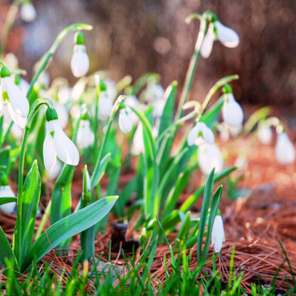 'Snowdrops' Galanthus