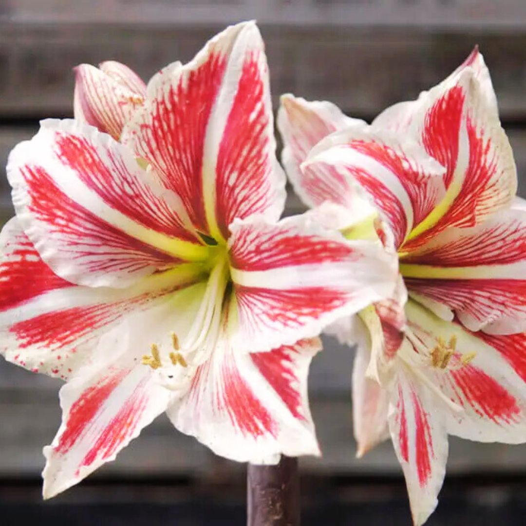 Deck The Fronds - Amaryllis