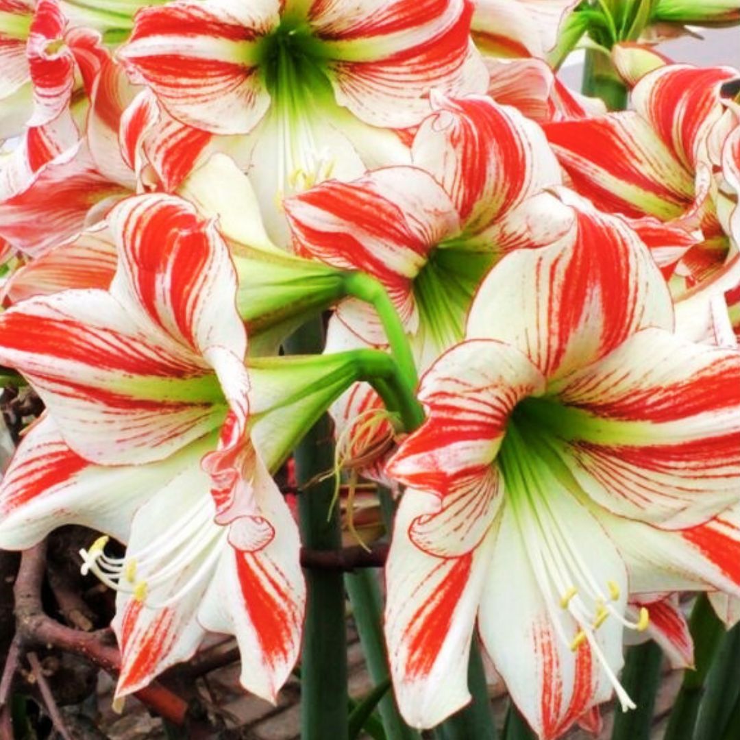 Deck The Fronds - Amaryllis