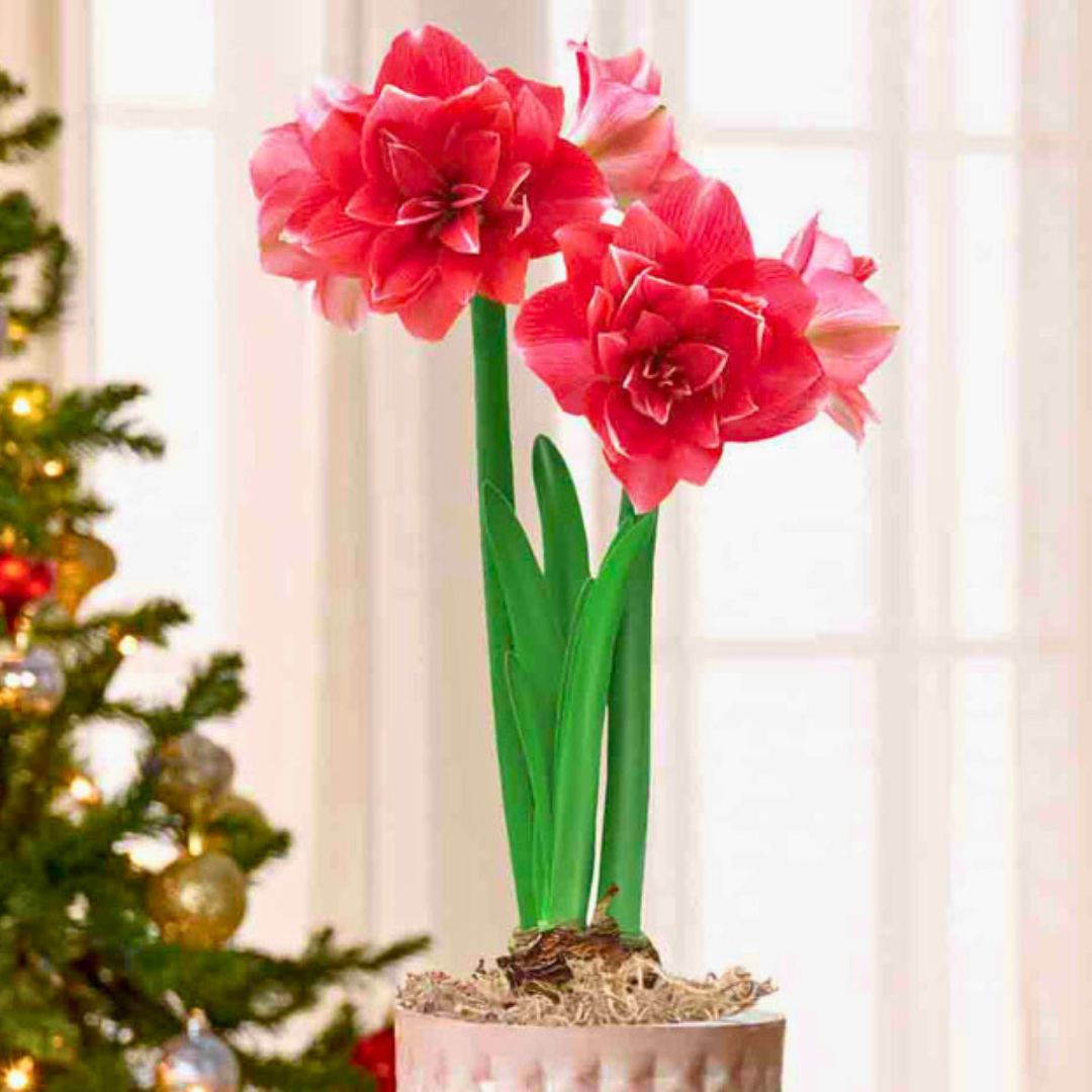Deck The Fronds - Amaryllis