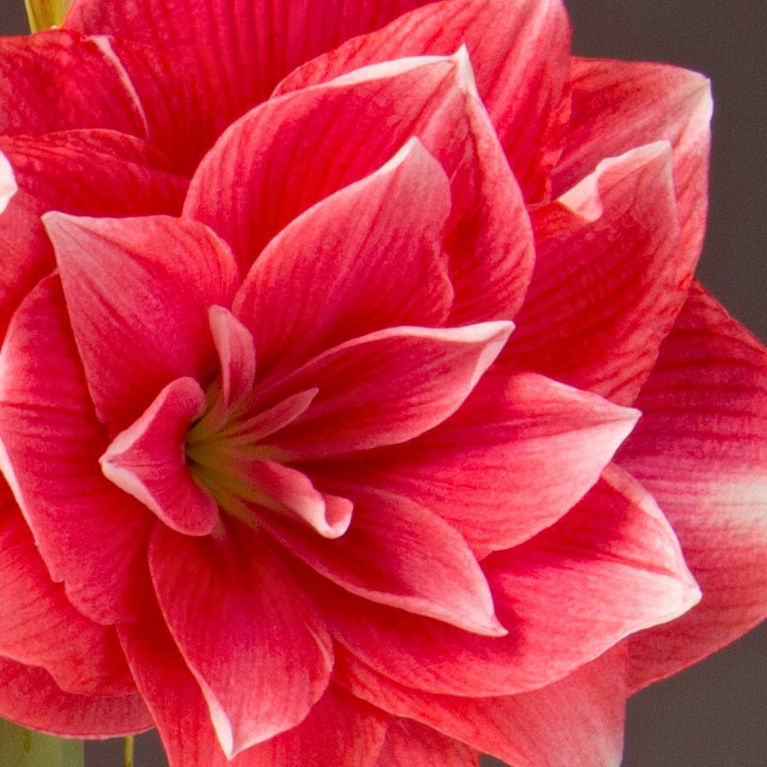 Deck The Fronds - Amaryllis