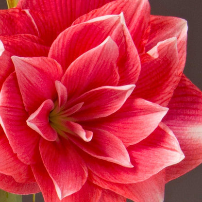 Deck The Fronds - Amaryllis