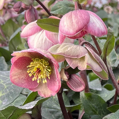Hellebores (Lenten Rose)